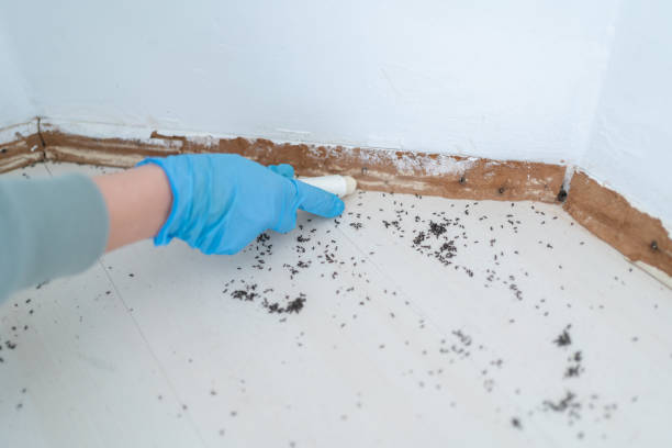 Flea Control Services in Greenwood, AR